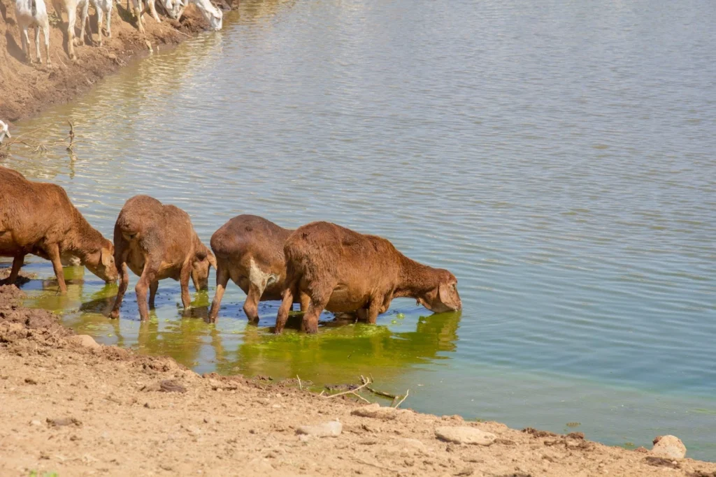 Goats in the water, Kenya